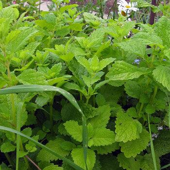 Mélisse officinale (Melissa officinalis) aux feuilles vert clair crénelées