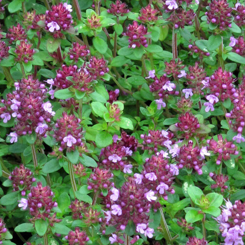 Thym de bergère (Thymus pulegioides) en fleurs, aux fleurs rose violacé