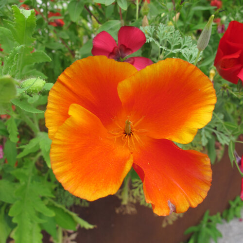 Pavot de Californie (Eschscholzia californica) à fleur orange rouge