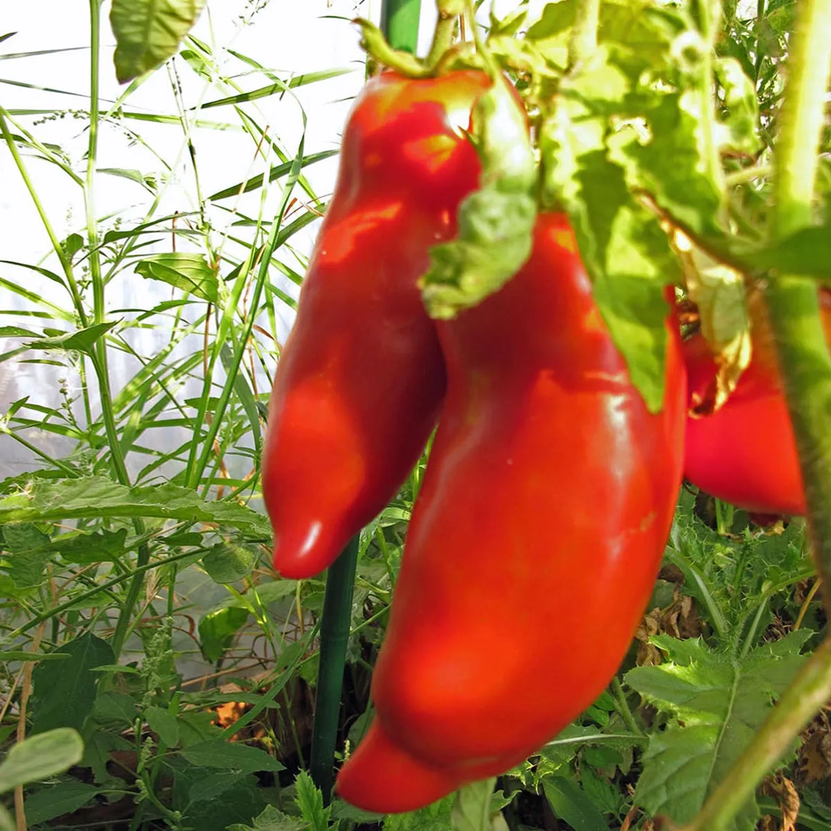 Tomate 'Andenhorn' (Solanum lycopersicum) Samen