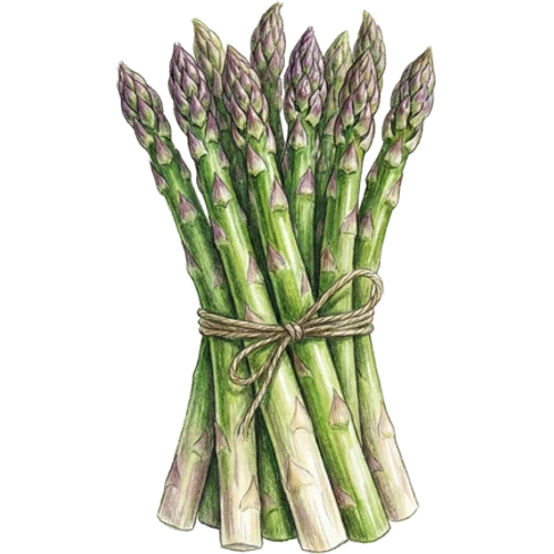 Spargel