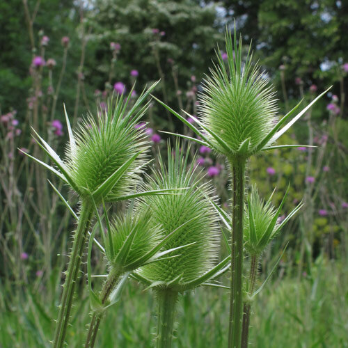 Cardère sauvage formant ses inflorescences