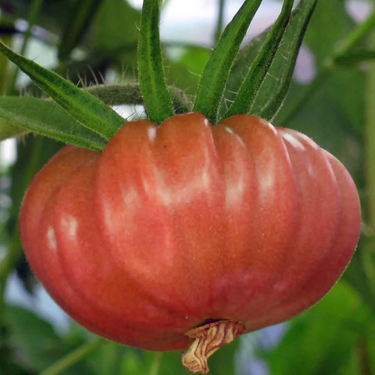 Fleischtomate 'Brandywine' pink (Solanum lycopersicum) Samen