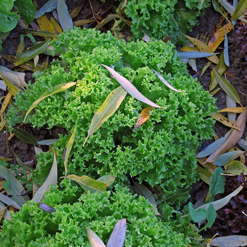 Chicorée frisée aux feuilles finement découpées vert clair au potager d’automne