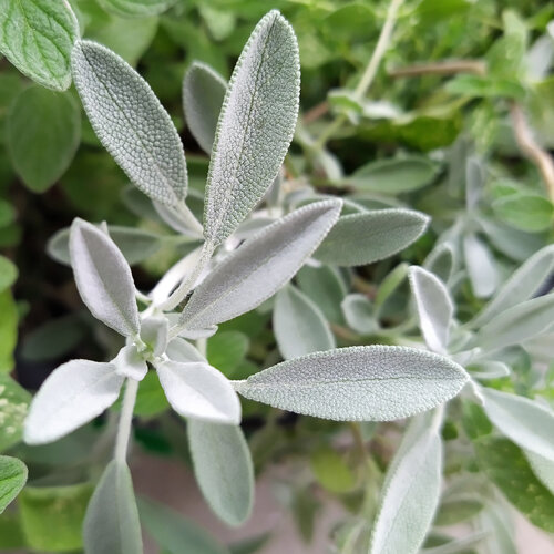 Sauge d’Espagne (Salvia lavandulifolia) aux feuilles argentées et duveteuses