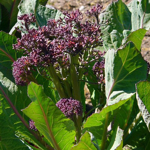 Brocoli à jets violets avec boutons floraux violets entre de grandes feuilles vertes