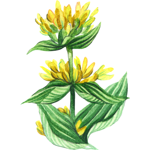 Variétes de gentianes