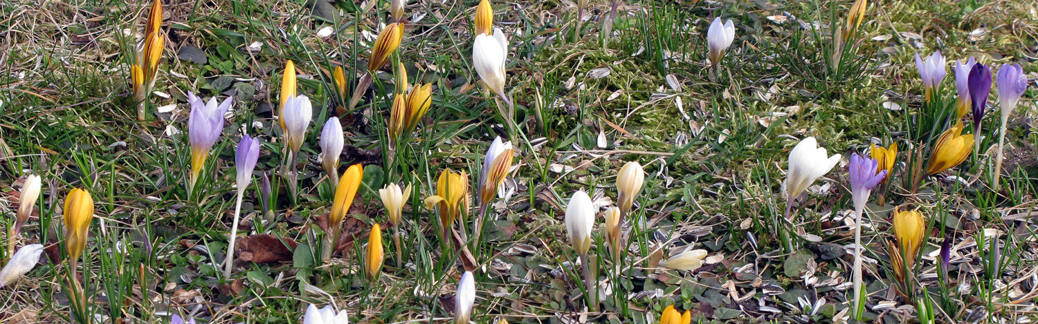 Prairie de crocus