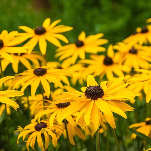 Rudbeckia aux fleurs jaunes et au cœur sombre