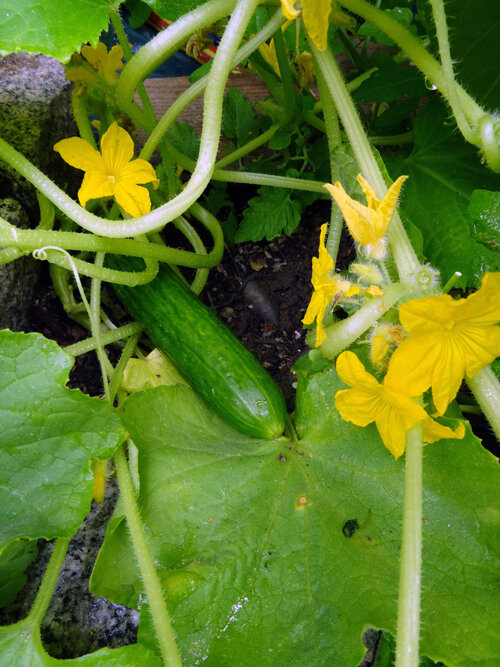 Jeune concombre sur la plante avec des fleurs jaunes et des vrilles
