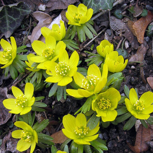 Éranthes d'hiver aux fleurs jaunes en coupe parmi les feuilles mortes