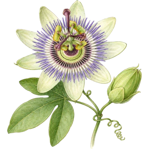 Passiflores
