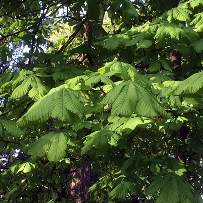 Feuillage de marronnier : feuilles vertes palmées dans l'arbre