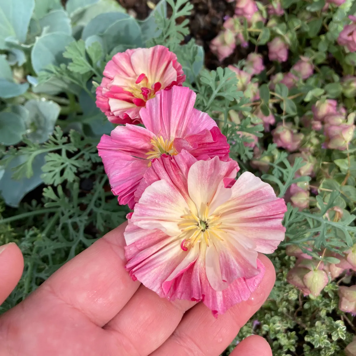 Kalifornischer Goldmohn 'Rose Chiffon' (Eschscholzia californica) Samen