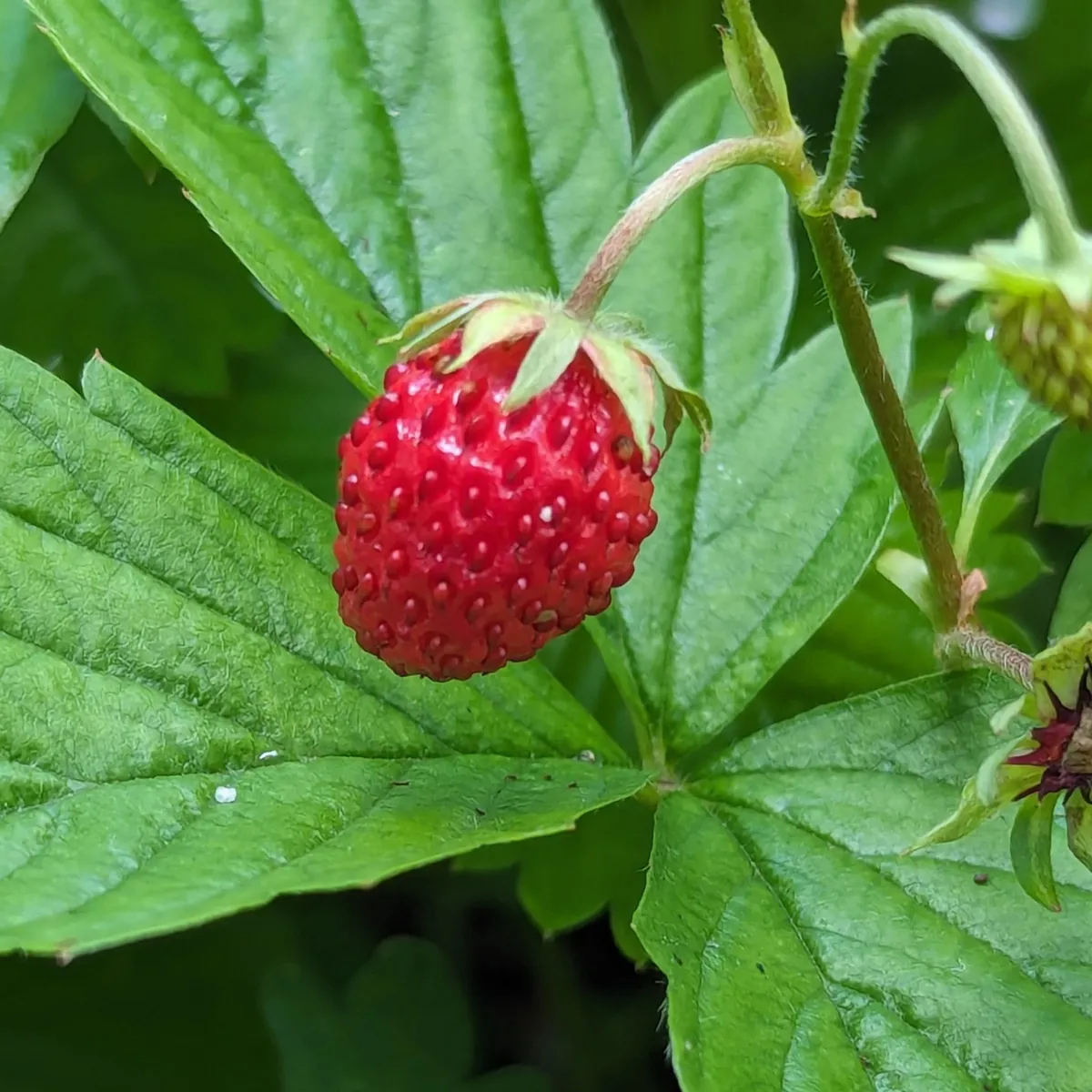 Monatserdbeere 'Attila' (Fragaria vesca var. semperflorens) Samen