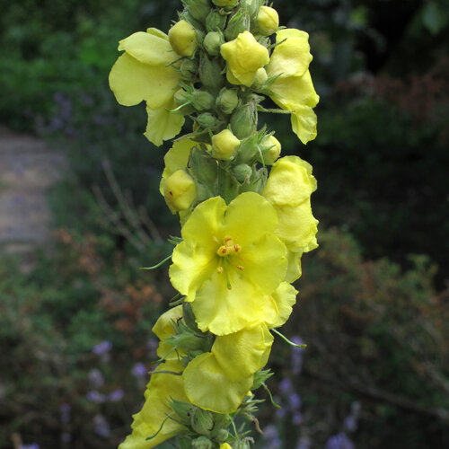 Molène aux fleurs jaunes sur une haute hampe florale