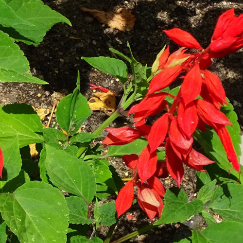 Sauge éclatante (Salvia splendens) aux fleurs rouge vif