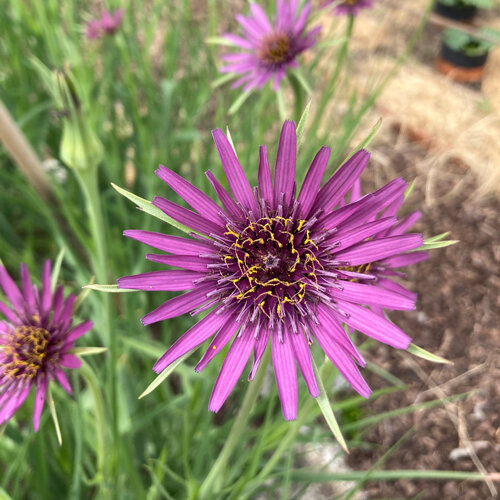 Salsifis aux fleurs violettes au potager