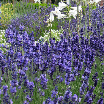 Lavande vraie (Lavandula angustifolia) en fleur dans un massif