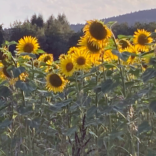 Tournesols (Helianthus annuus) en fleurs en bordure de champ à la lumière du soir