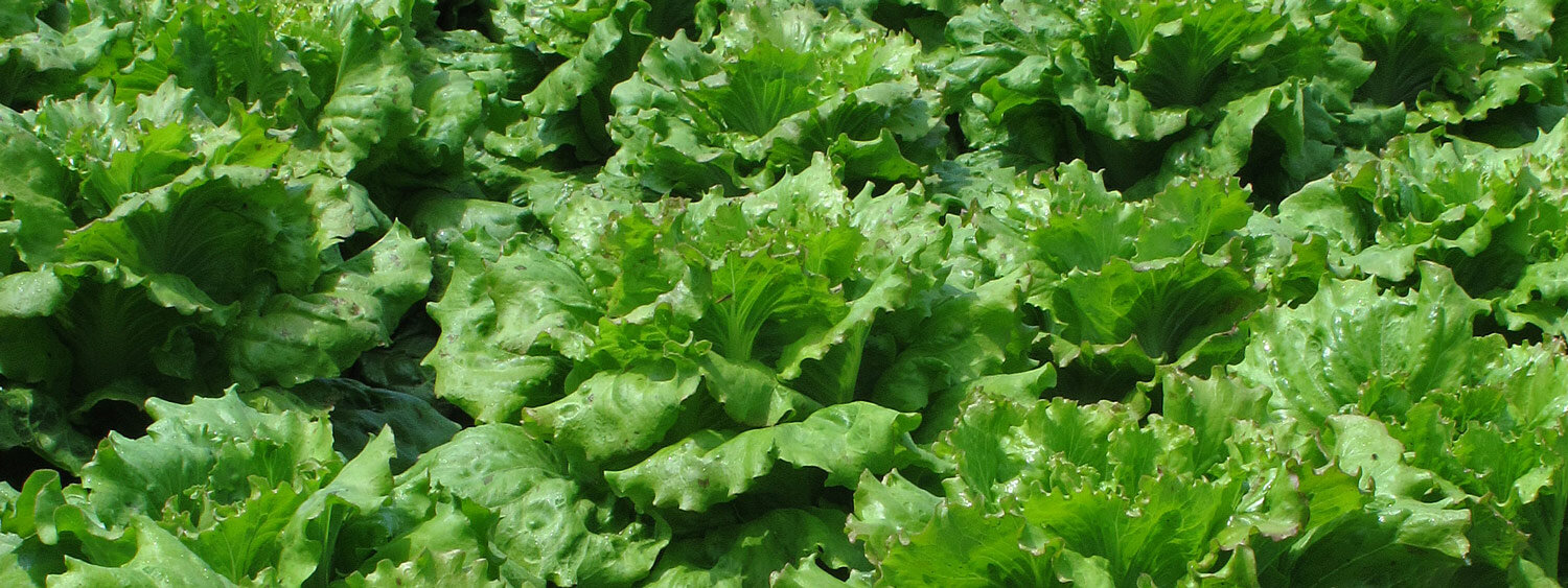 Laitues iceberg au potager
