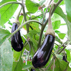 Deux aubergines violet foncé et brillantes suspendues à la plante