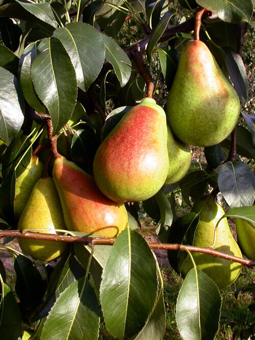 Poires mûres aux joues rouges sur l’arbre