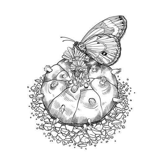 Dessin : cactus en fleur avec un papillon sur un lit de gravier