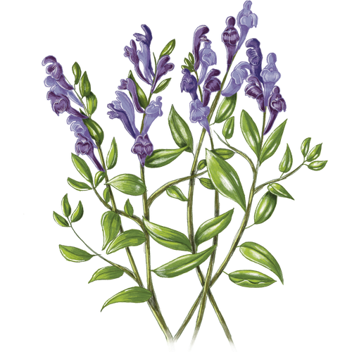 Variétés de scutellaire