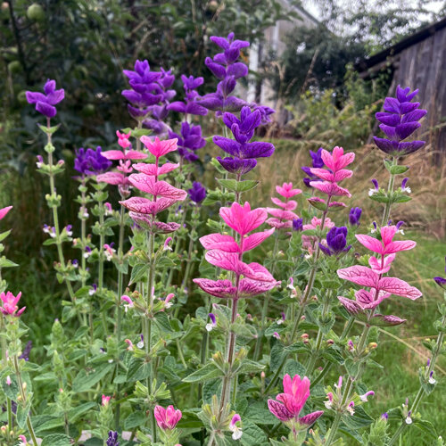 Sauge hormin (Salvia viridis) aux bractées roses et violettes