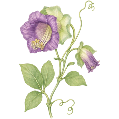 Plantes tropicales