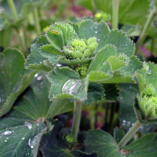Alchémille avec des gouttes d'eau sur les feuilles et de jeunes boutons floraux