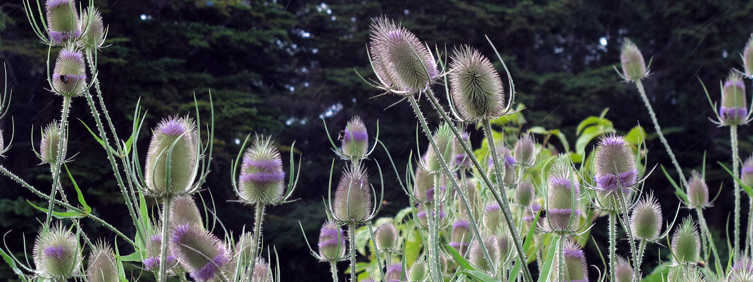 Champ de cardères sauvages en fleurs