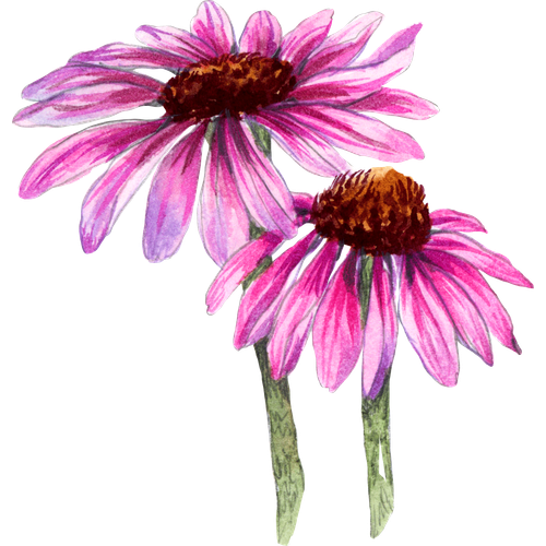 Variétés d'échinacée