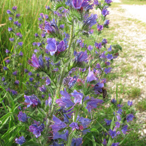 Vipérine commune (Echium vulgare) Graines