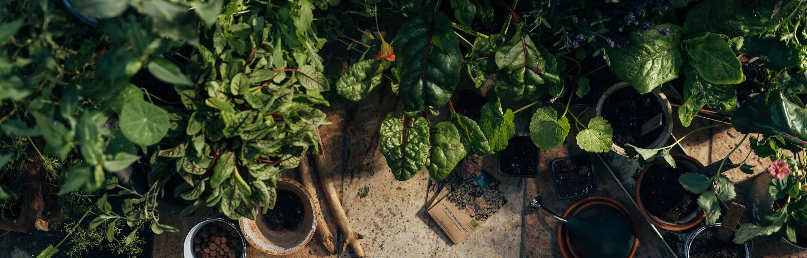 Jeunes plants de légumes et d’aromatiques en pots, vus du dessus