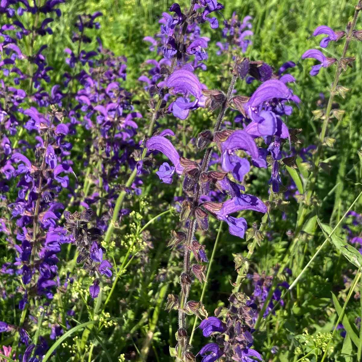 Wilder Salbei (Salvia pratensis) Samen