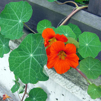 Grande Capucine (Tropaeolum majus) aux fleurs orange et feuilles rondes