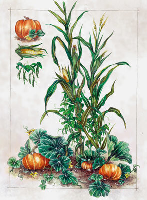 Illustration des Trois Sœurs : maïs, haricots grimpants et courges en association de cultures