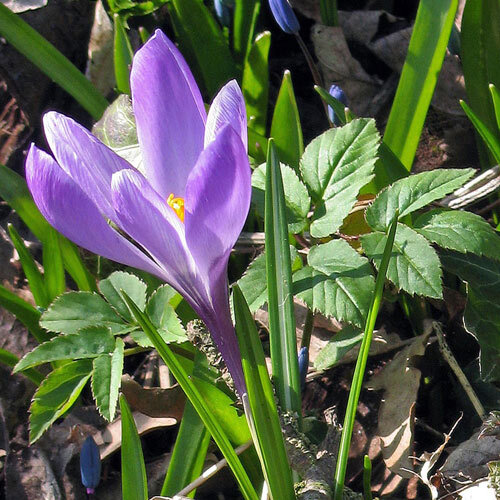 Crocus de Tommasini (Crocus tommasinianus) à fleur violette au printemps