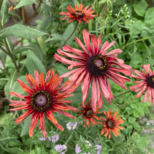 Rudbeckia hérissé (Rudbeckia hirta) aux fleurs vieux rose à rouge cuivré