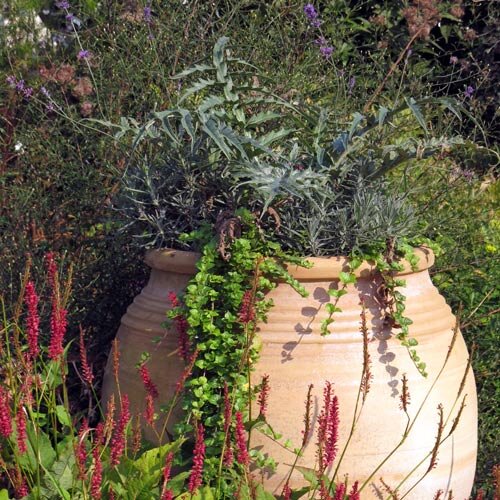 Grande amphore en terre cuite plantée d'herbes argentées et de plantes retombantes dans un massif fleuri
