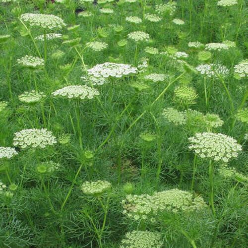 Ammi aux ombelles denses blanc verdâtre et au feuillage fin