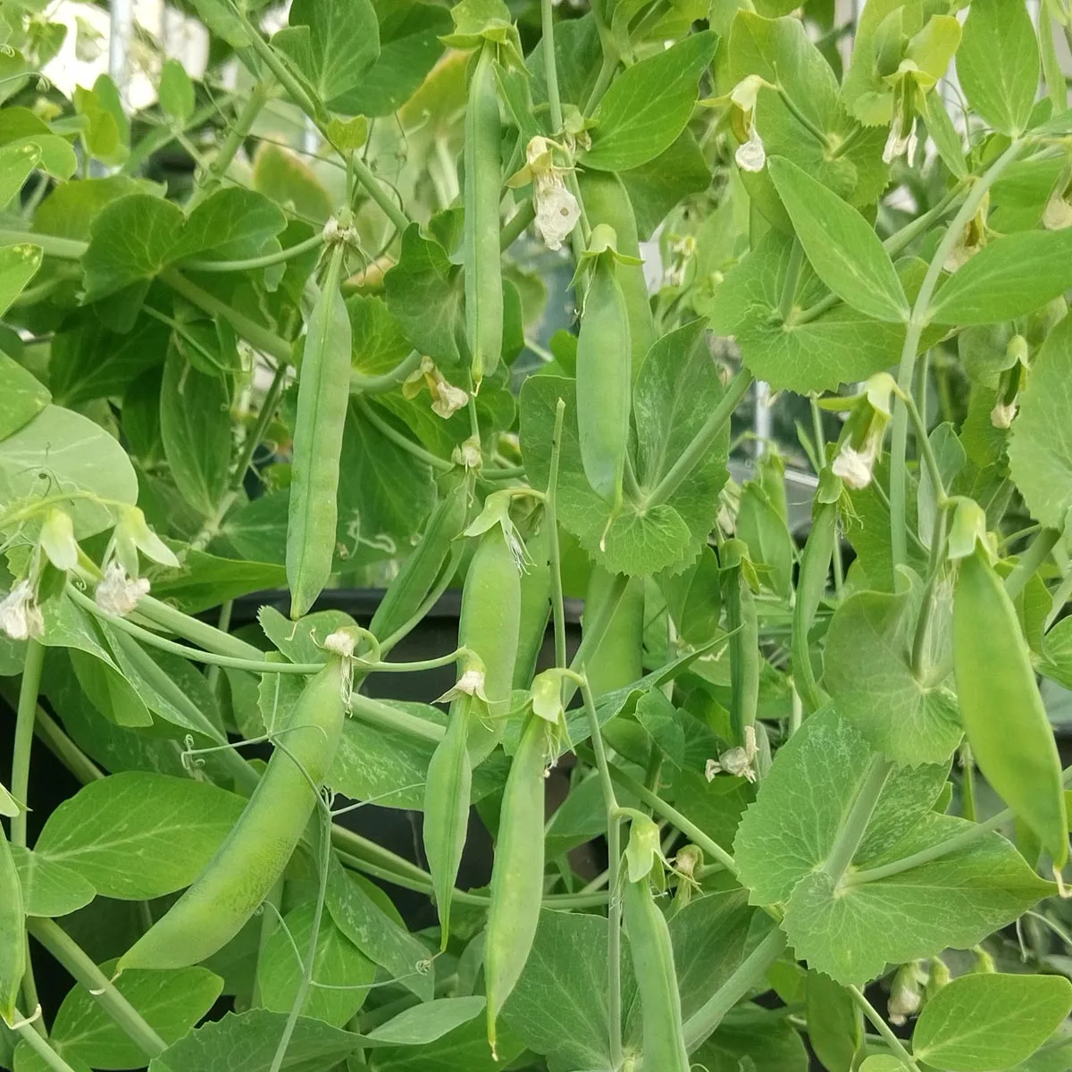 Pal-Erbse 'Kleine Rheinländerin' (Pisum sativum) Samen