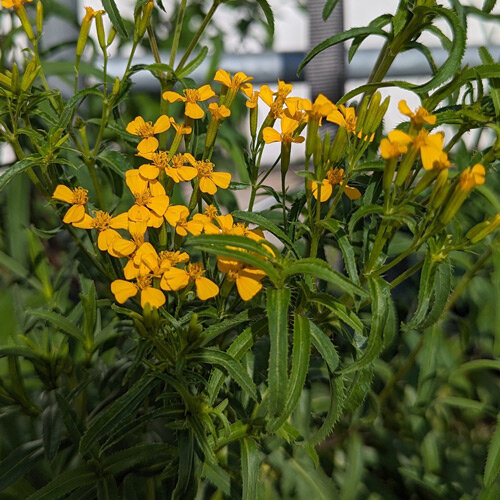 Yauhtli (Tagetes lucida) aux petites fleurs jaunes et feuilles étroites