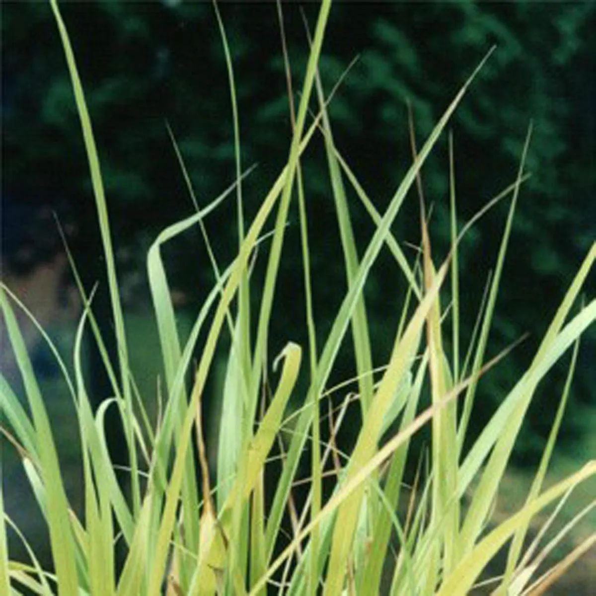 Ostindisches Zitronengras / Lemongras (Cymbopogon flexuosus) Samen