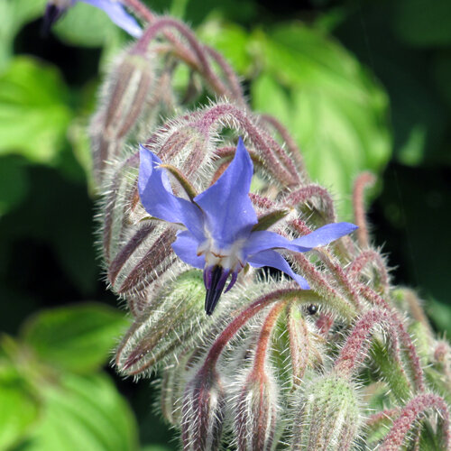 Fleur bleue de bourrache (Borago officinalis) parmi des boutons velus