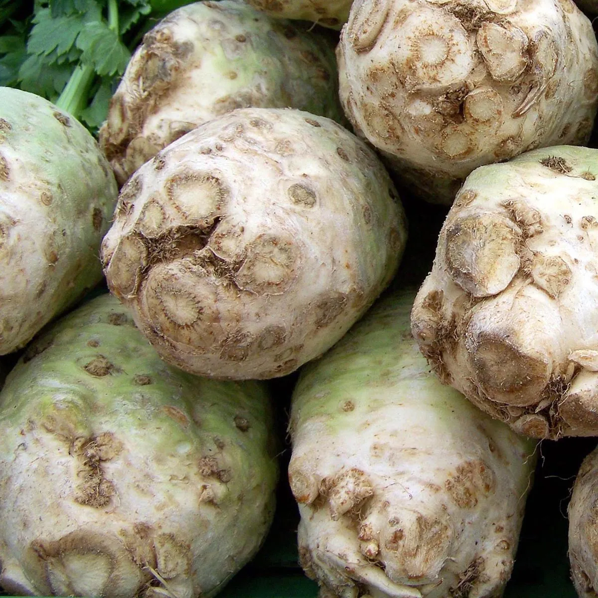 Sellerie 'Riese von Prag' (Apium graveolens) Samen
