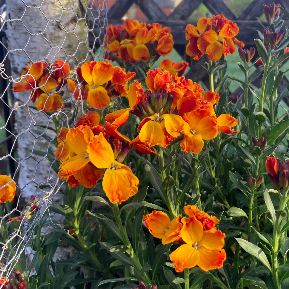 Goldlack 'Goliath Brown' (Erysimum cheiri) Samen