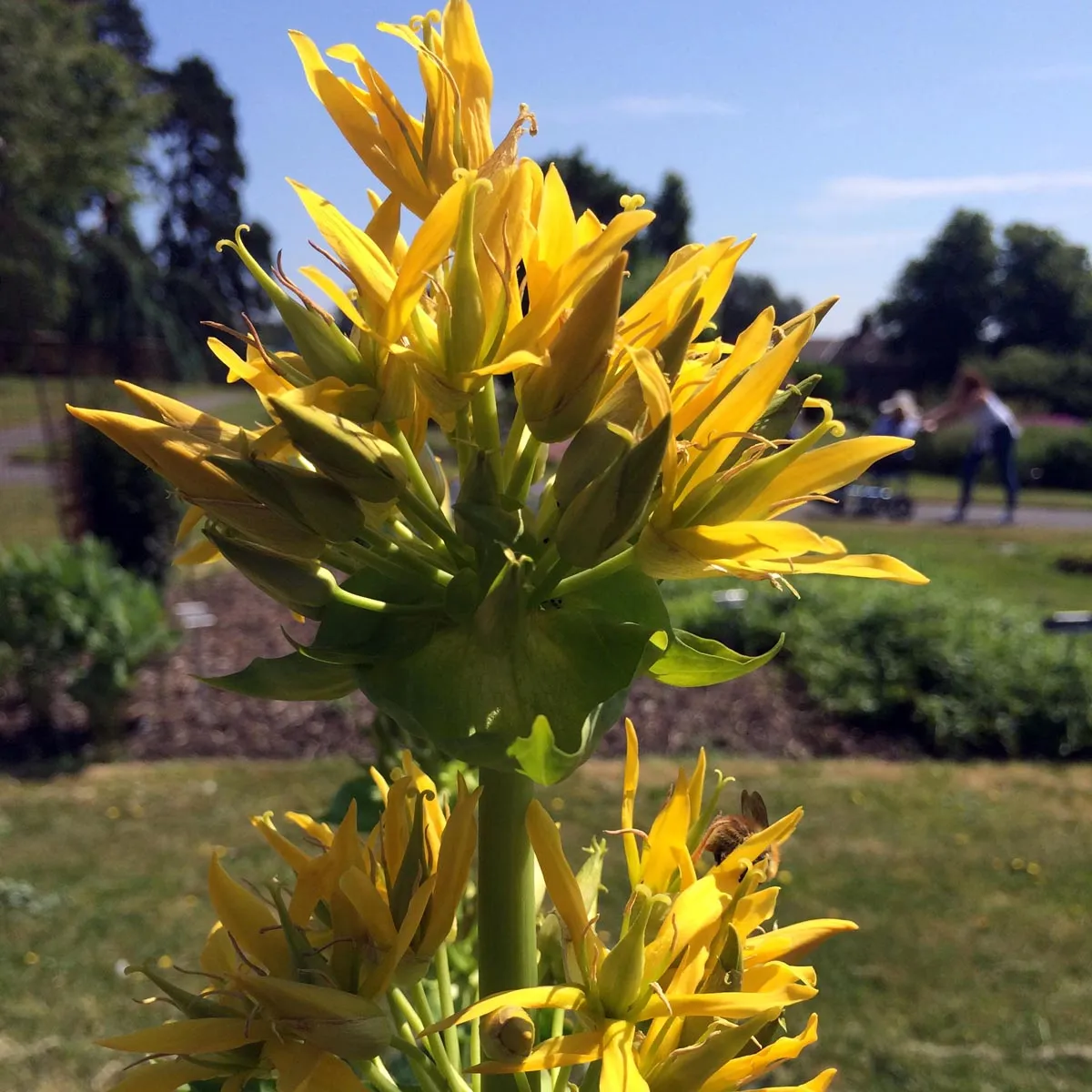 Gelber Enzian (Gentiana lutea) Bio Saatgut